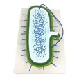 thumbnail image 4 of Modelo de muestra de germen de ciencia y naturaleza de laboratorio biológico Ayudas didácticas para el aprendizaje estudiantes Hugo Enseñanza básica de muestras, 4 of 7
