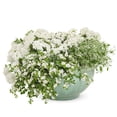 thumbnail image 3 of Proven Winners 4" Superbena Whiteout Verbena Live Plant in 4.25" Pot (4 Count), 3 of 9