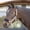 Black, variant on Equinavia Saga Fleece Padded Breakaway Halter