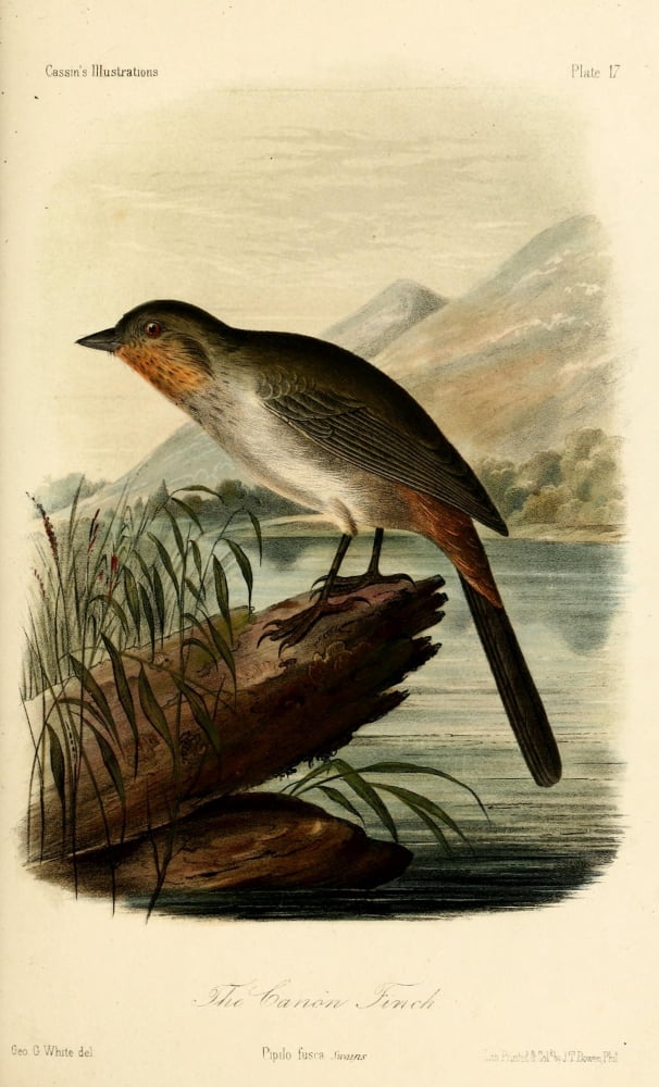 Canon Finch Canvas