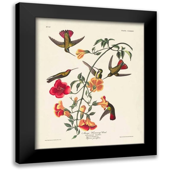 Audubon, John James 12x14 Black Modern Framed Museum Art Print Titled - Pl 184 Mango Hummingbird