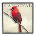 thumbnail image 2 of Stupell Industries Bold Red Cardinal Bird Portrait Rustic Text Design Framed Wall Art, 12 x 12, Design by Alpenglow Workshop, 2 of 5