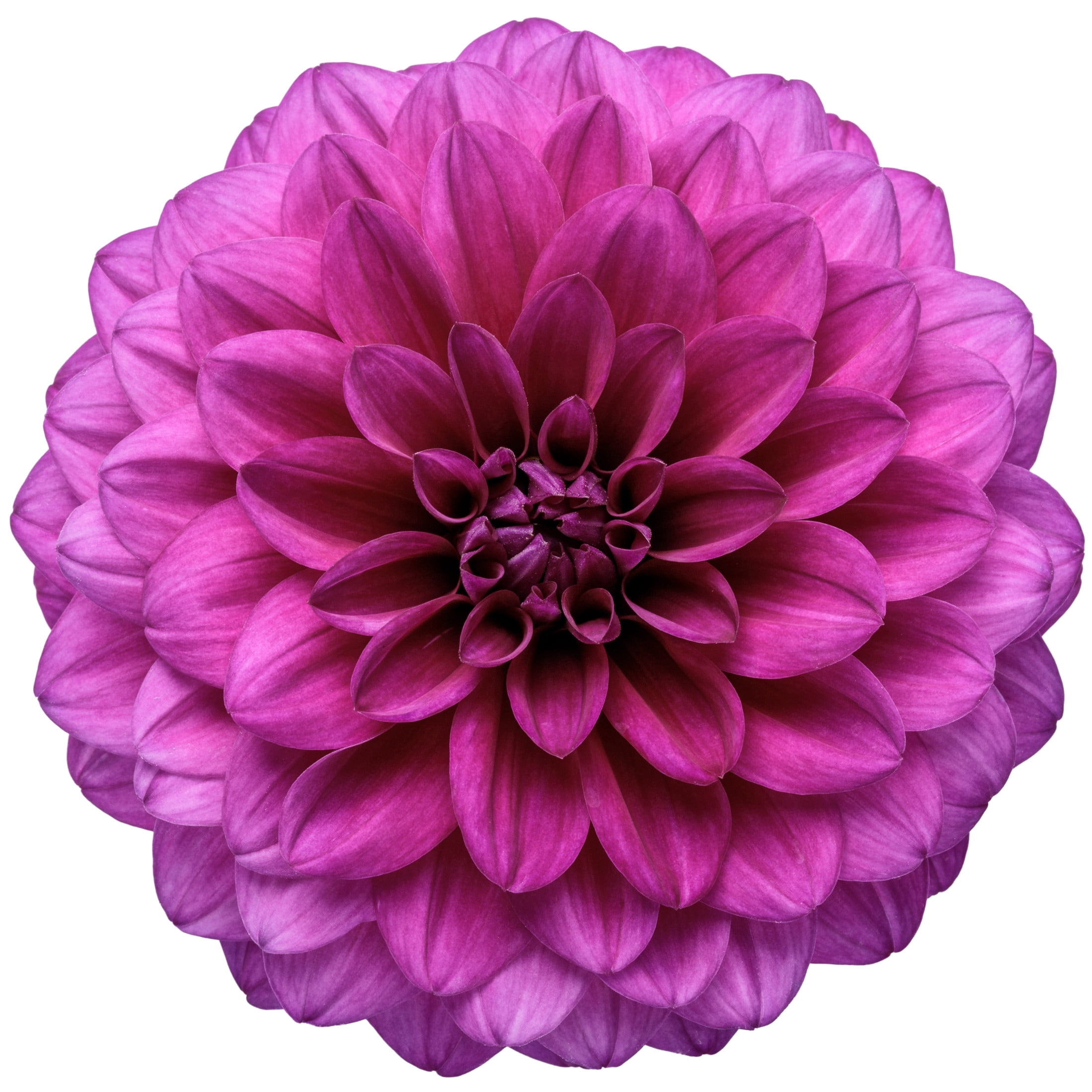 Proven Winners 8" Purple Virtuoso Vibrant Violet Dahlia Live Plant in 6.5" Pot