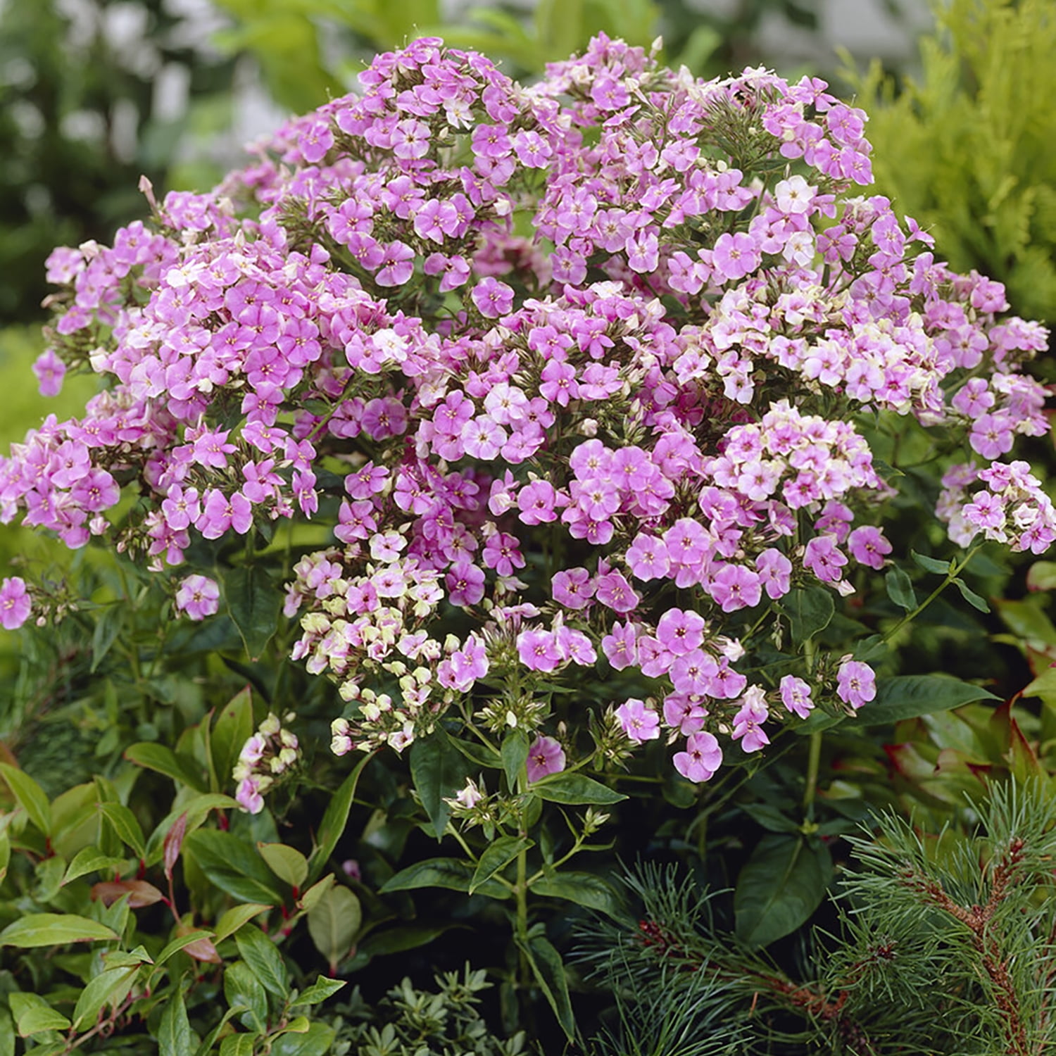 Van Zyverden Tall Phlox Paniculata Starburst Set of 5 Plant Roots Multicolor Partial Sun Perennial Pollinator 1 lb