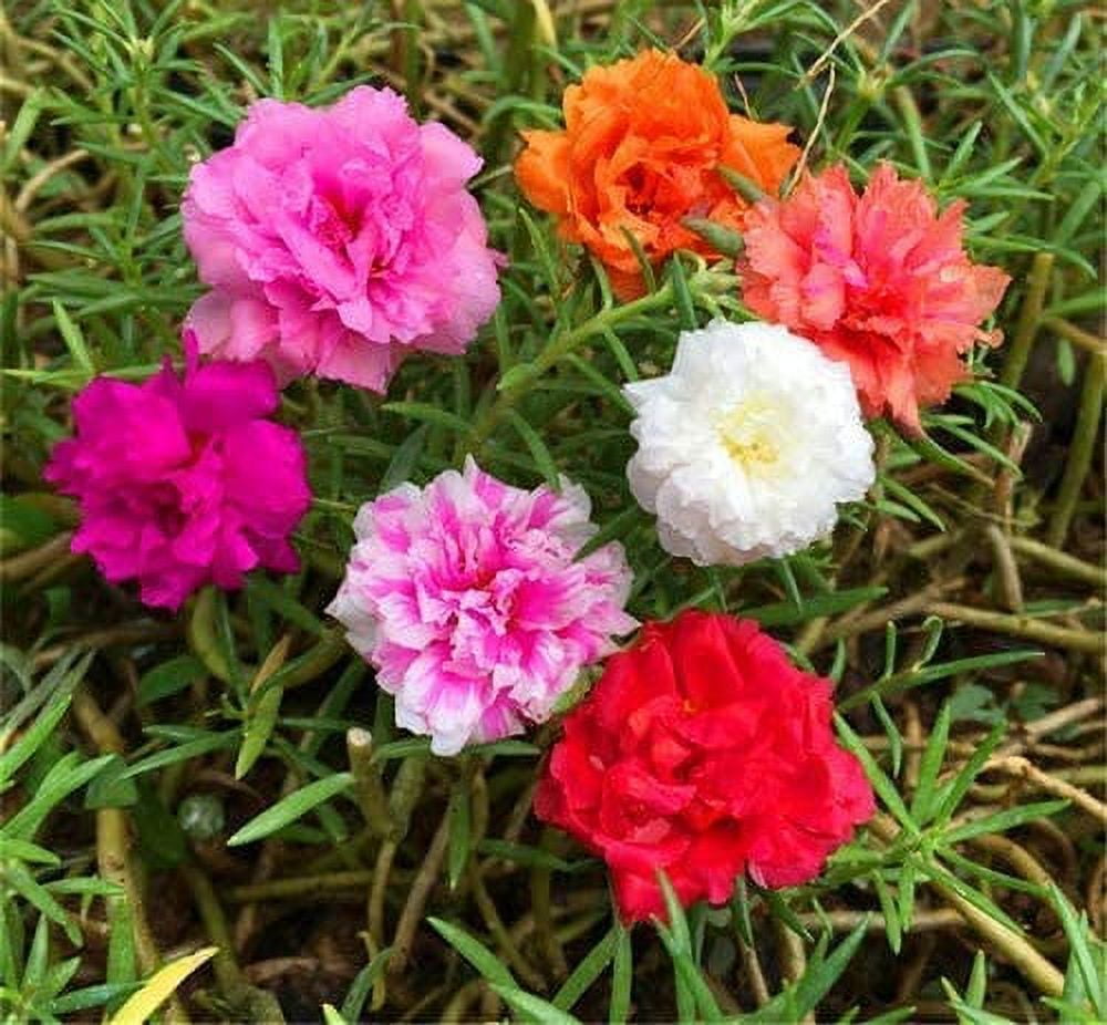 Moss Rose Seeds for Planting - ‘Portulaca Grandiflora’ Flowers for Bonsai Garden Balcony Planting (5,000 Seeds)