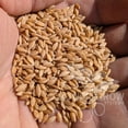 thumbnail image 5 of Einkorn Wheat - 100% Organic Einkorn Whole Grain Wheat (5 Pounds), 5 of 7