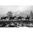 thumbnail image 2 of Vintage Photography 18x13 White Modern Wood Framed Museum Art Print Titled - Winter Mule Packing, 2 of 4