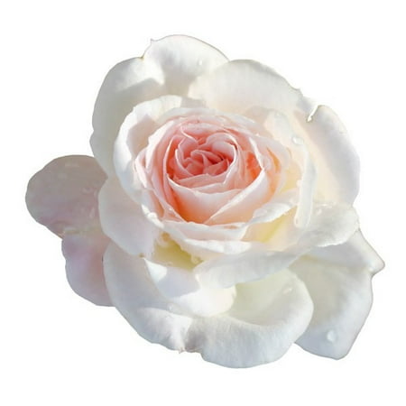 Brindabella Touch of Pink Shrub Rose - One of the World's Most Fragrant - 4