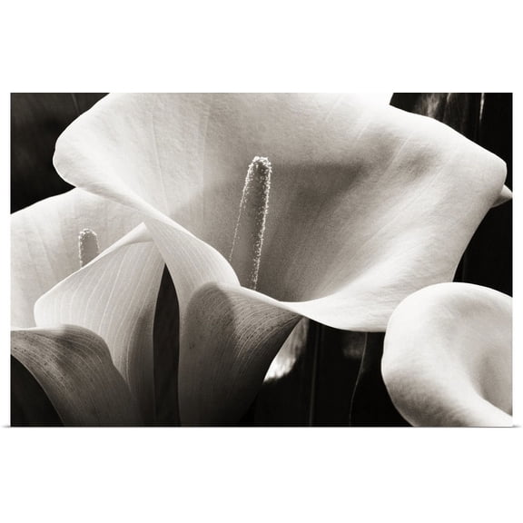 Great BIG Canvas | "Hawaii, Big Island, Volcano, Close-up of calla lilies" Art Print - 48x32