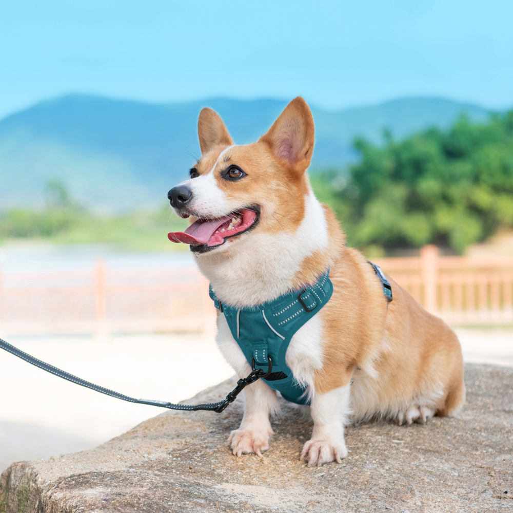 PoyPet Reflective No Pull Dog Harness, Teal, Medium photo 3