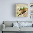 thumbnail image 3 of Cora Niele 'Sea Turtle Pacific' Canvas Art, 3 of 3