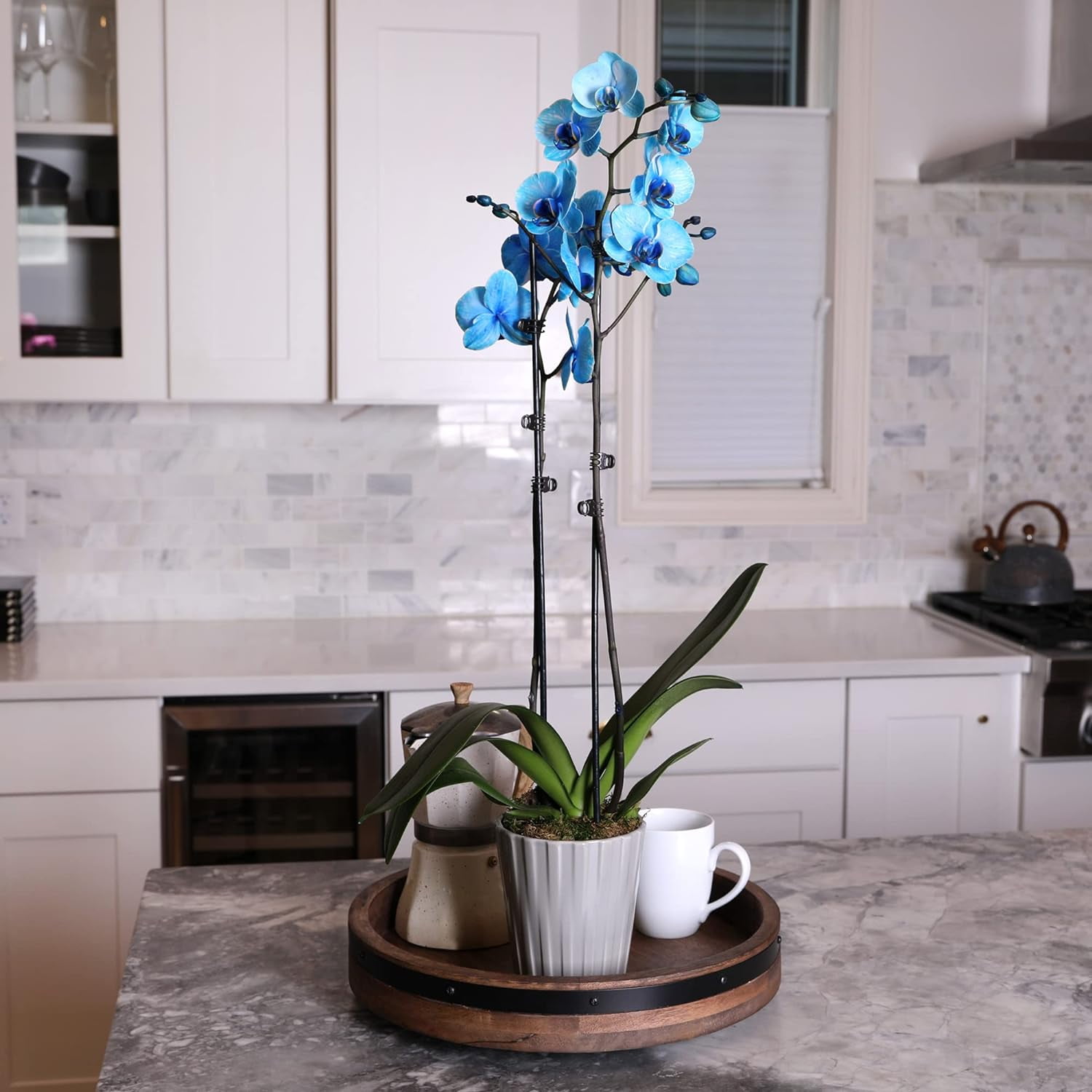 Just Add Ice 16-30" Watercolor Blue Premium Orchid Live Plant in 5" Grey Ceramic Pot, House Plant
