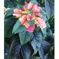 thumbnail image 2 of Joseph's Coat Amaranthus Tricolor Amaranth Summer Poinsettia Premium Seeds Packet, 2 of 2