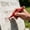Red RD, variant on WIZUTIZ Silver Tombstone Marker Pen Waterproof Lettering Paint Pen Opaque Touch Up Marker Restores Faded Inscriptions Headstone Maintenance Tool for Grave Decoration Repair