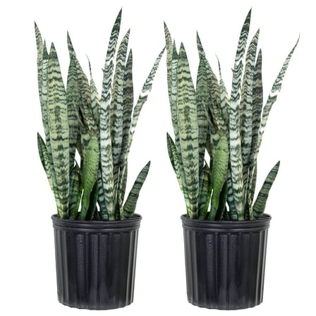 United Nursery Live Sansevieria Zeylanica Plant 2-pack 24-34 inches Tall in 9.25-inch Grower Pot
