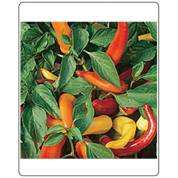 Pepper HOT Hungarian Yellow WAX Great Heirloom Vegetable 75 Seeds