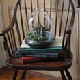 thumbnail image 3 of Syndicate Home &amp; Garden Terrarium Cloche Mini Greenhouse, 3 of 5