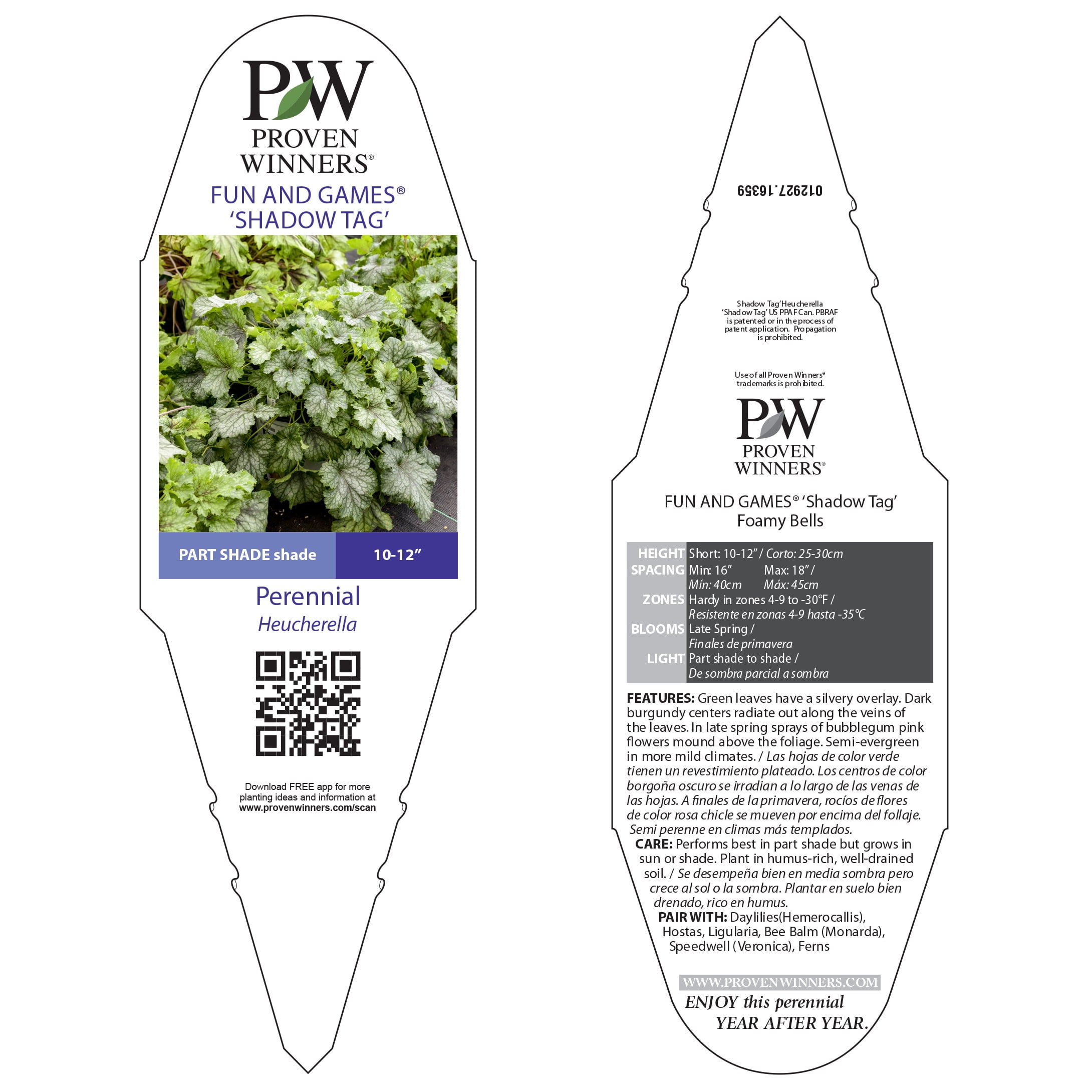 Proven Winners 6" Fun and Games 'Shadow Tag' Foamy Bells Live Plant in 6.5" Pot