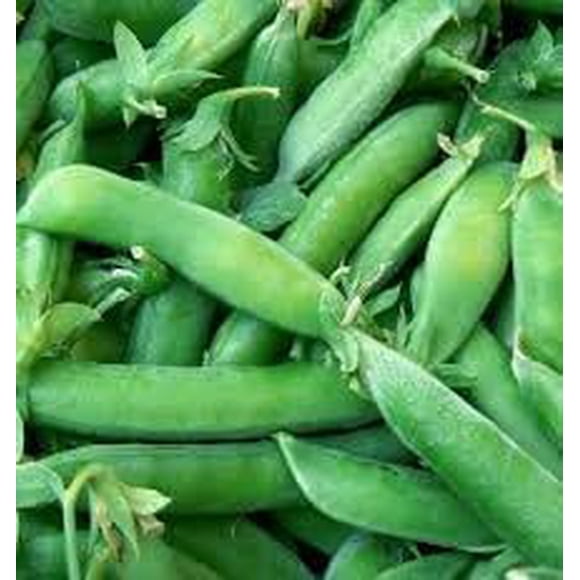 GSDWIUEW Super Sugar Snap Pea Seeds, High-Yield Garden Variety, 200+ All Heirloom Seeds. Crisp, Sweet pods That are Perfect for Eating, stir-Fries, or Freezing