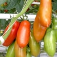 thumbnail image 3 of RedCrocus San Marzano Heirloom Tomato- Ideal for Sauces & Salads, Full Sun, Container & Garden, Attracts Pollinators, Supports Indoor & Outdoor Growing 4" Pot (Pack of 5), 3 of 20