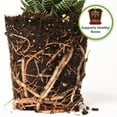 thumbnail image 4 of Indoor Plant Soil 4qt - Perfectly Balanced Potting Mix for All Varieties of Houseplants, 4 of 5