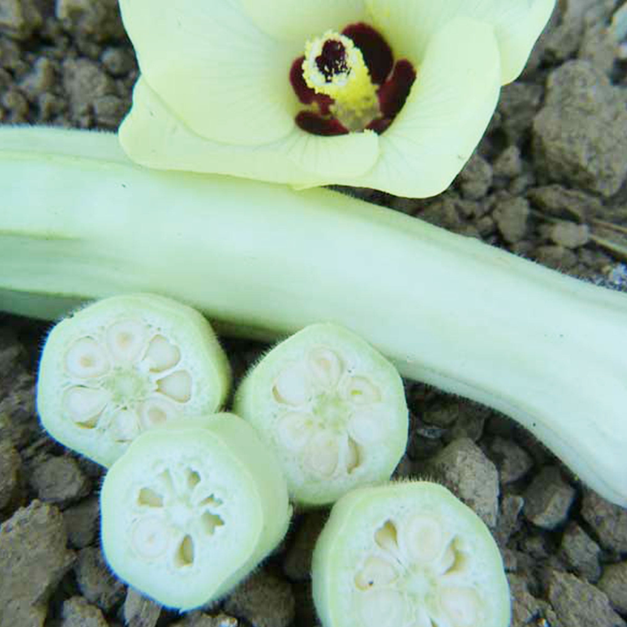 Silver Queen Okra Seeds 2 g 35 Seeds Heirloom, Open Pollinated