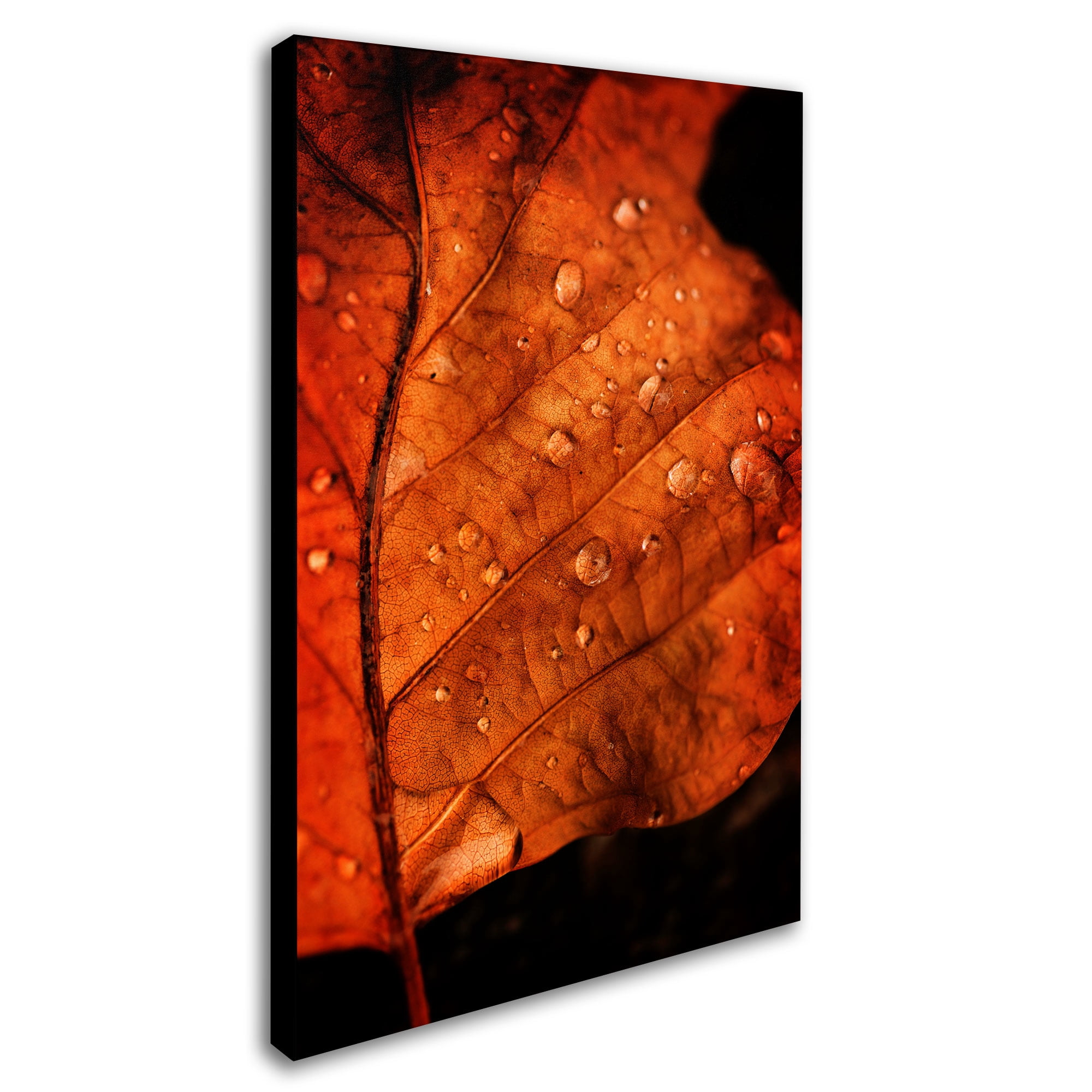 Trademark Fine Art "Autumn Droplets" Canvas Art by Philippe Sainte-Laudy