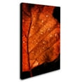 thumbnail image 2 of Trademark Fine Art "Autumn Droplets" Canvas Art by Philippe Sainte-Laudy, 2 of 3