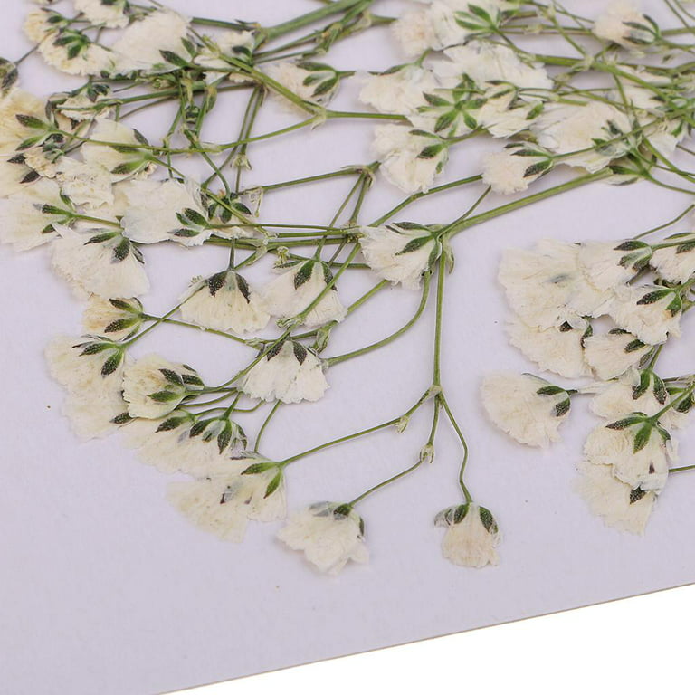 Pressed Flowers, Wedding Decor, Dried Flowers, Craft Supplies, Paper Crafts,  Decoupage – OnePaperHeart – Stationary & Invitations
