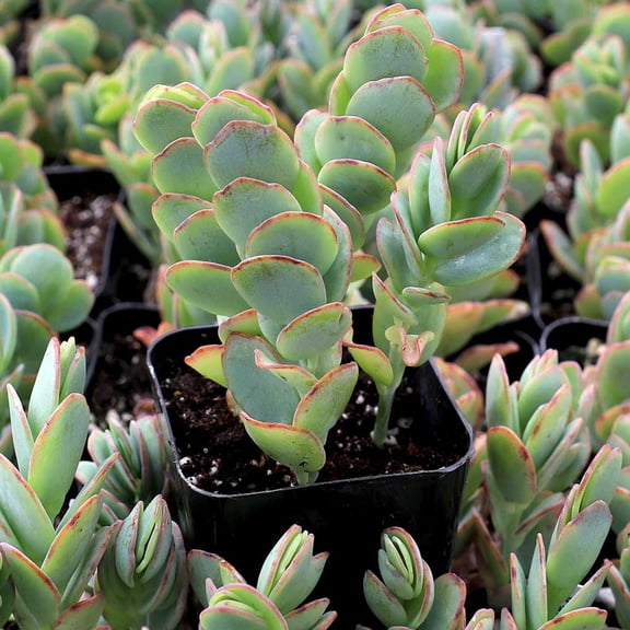 RedCrocus Kalanchoe marnieriana (Marnier's Kalanchoe) Live Succulent, Easy-Care, Drought-Tolerant Houseplant, Indoor or Outdoor  4" Pot