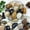 Mixed Color, variant on 5lbs White River Rocks, 1-2 Inch Natural Pebbles for Indoor Plants, High Polished Decorative Stones Vase Filler Fish Tank Aquariums Landscaping Garden Outdoor and Indoor DIY