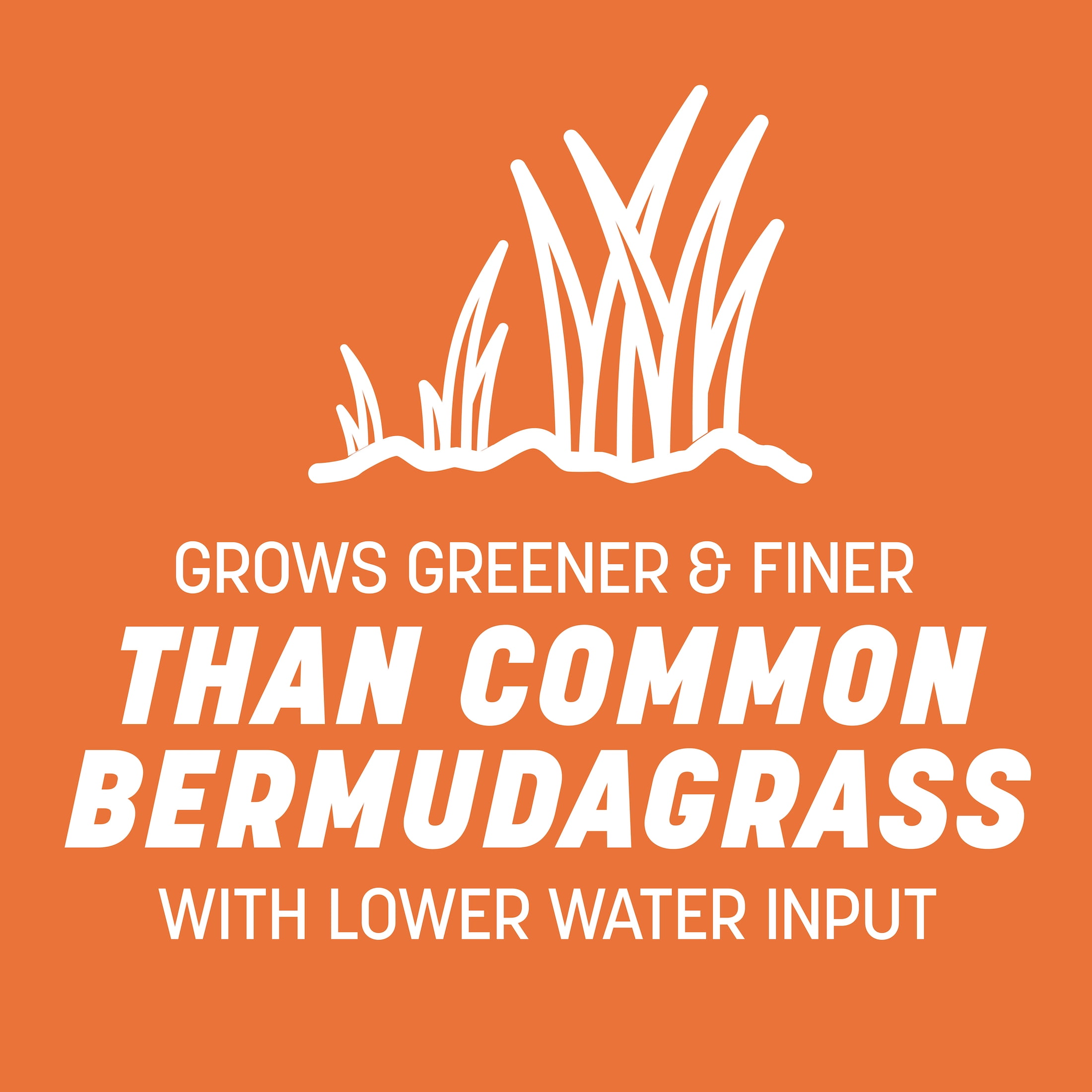 Pennington Bermudagrass NuMex Sahara Penkoted Grass Seed Unhulled 50lb