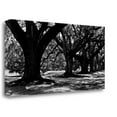 thumbnail image 2 of Tangletown Fine Art Majestic Oaks I by Jeff Maihara Poster Frame - 24 x 48 x 1.5 in., 2 of 2