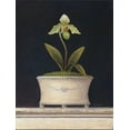 thumbnail image 2 of Fisk, Arnie 19x24 White Modern Wood Framed Museum Art Print Titled - Chartreuse Sugar Orchid, 2 of 4