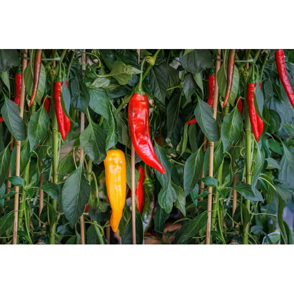 25 Seeds JIMMY NARDELLO PEPPER Sweet Red Italian Capsicum Annuum Vegetable Seeds