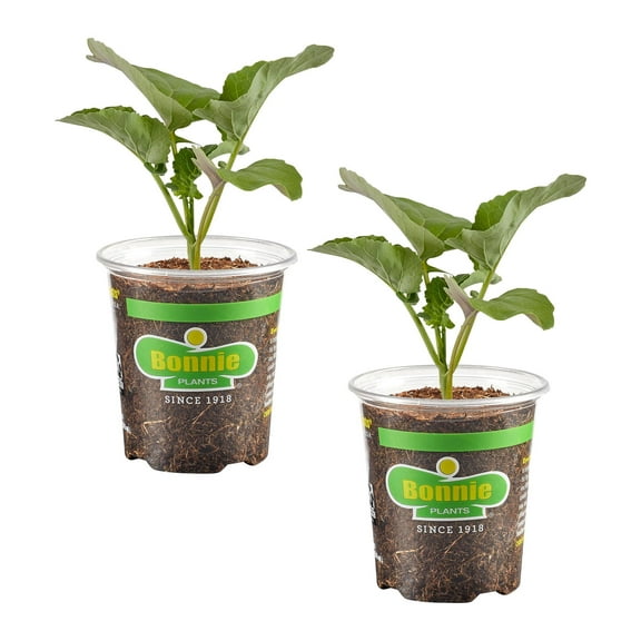 Bonnie Plants Aspabroc Broccolini 19.3oz. 2-Pack Live Plants