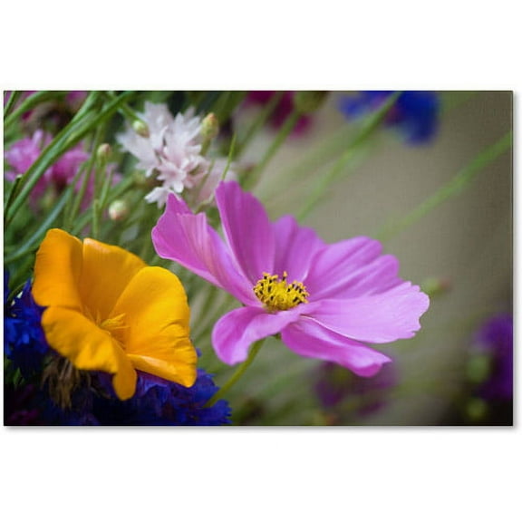 Trademark Fine Art "Cosmos of the Fields" Canvas Art by Philippe Sainte-Laudy