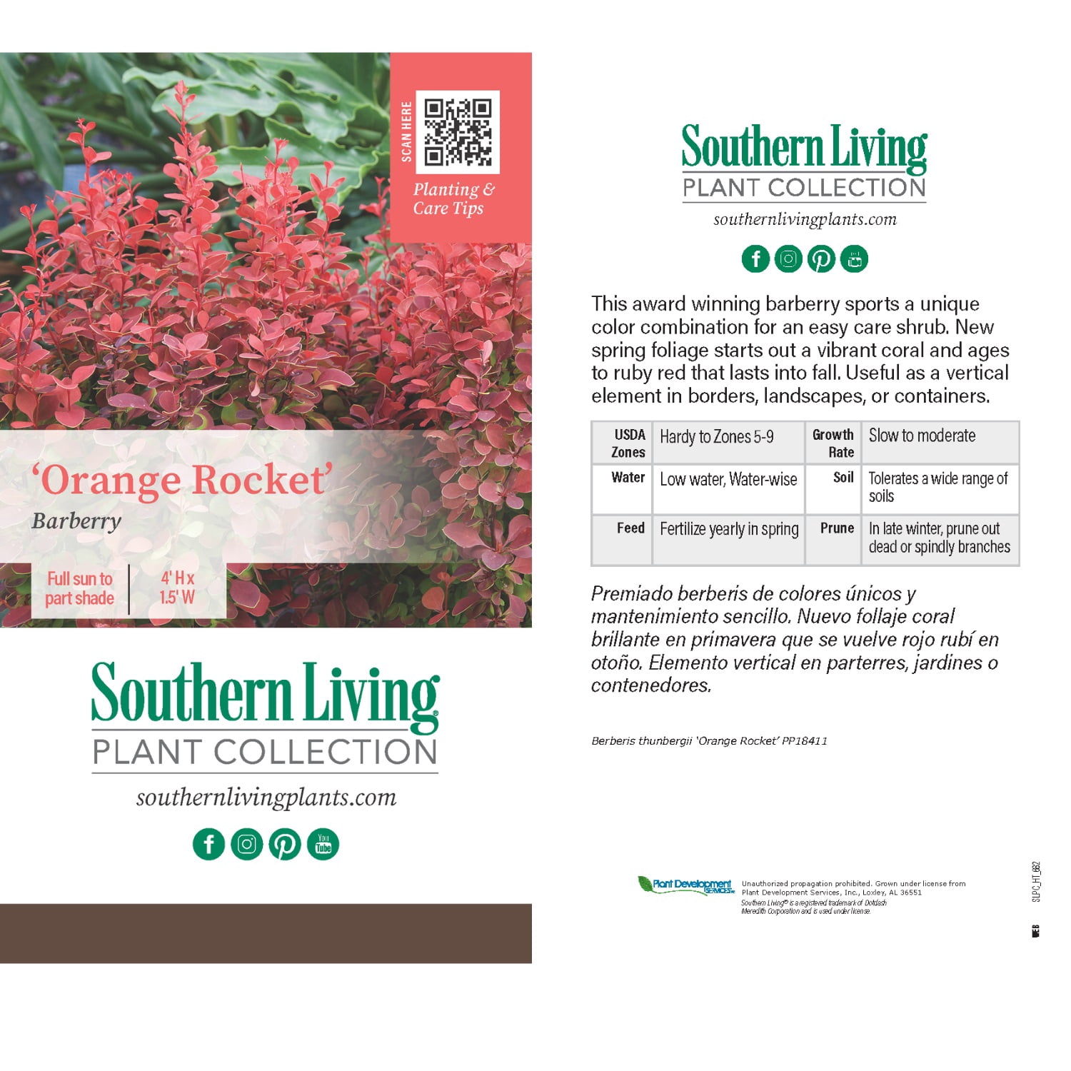 Southern Living Orange Rocket Barberry Live Shrub in 2.5-Quart Grower Pot