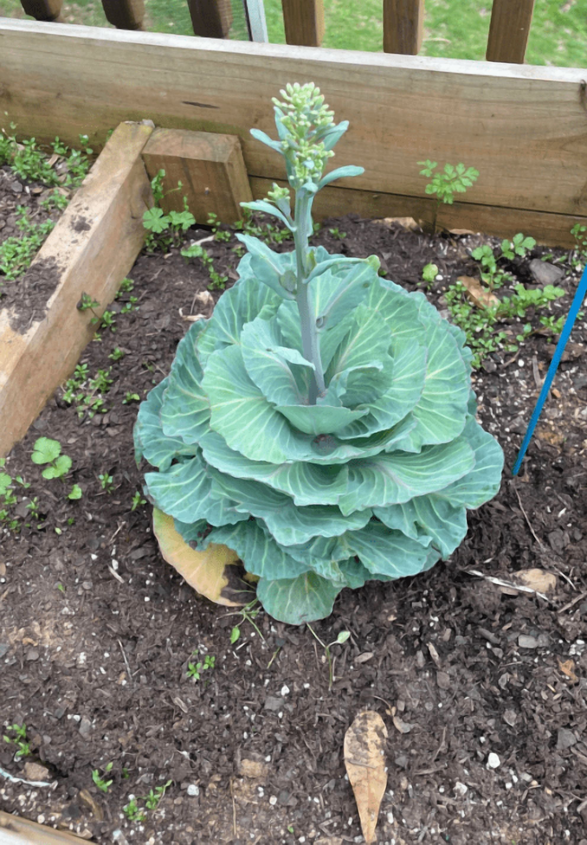 Cabbage Plant Live for Planting, 4 Inch Pot, Cold Harrdy Cabbage Vegetable Plant for Indoor Outdoor Garden