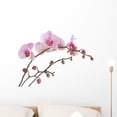thumbnail image 1 of Pink Orchid Wall Mural Decal Sticker, Wallmonkeys Peel & Stick Vinyl Graphic (24 in W x 18 in H), 1 of 4