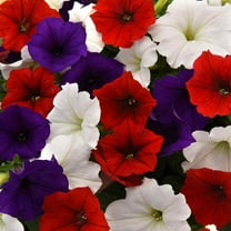 Easy Wave Spreading Petunia The Flag Flower Seed Mix - 30 Seeds