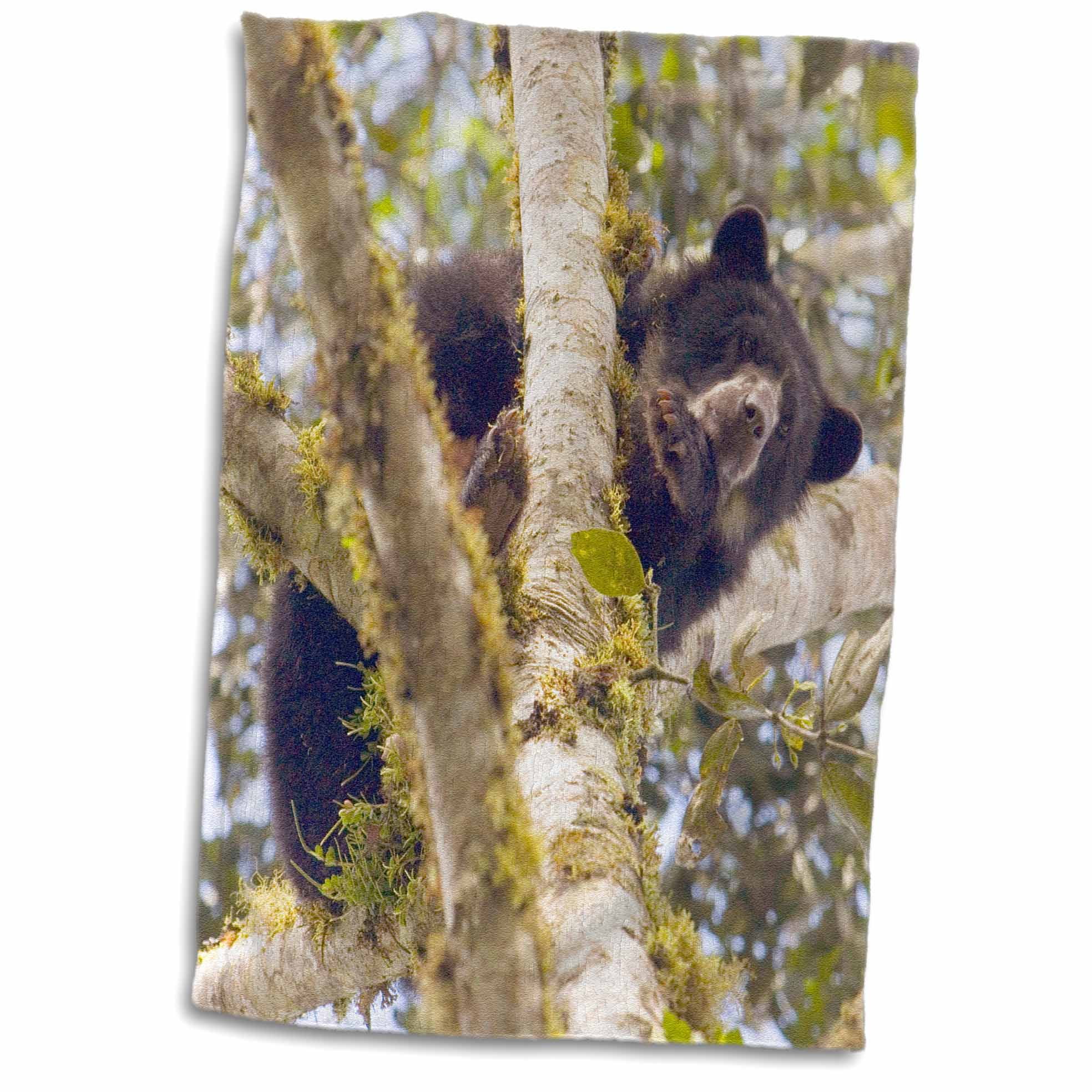 3dRose Andean Bear, Maquipucuna Cloud Forest Reserve Ecuador - NA02 POX0010 - Pete Oxford - Towel, 15 by 22-inch