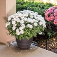 thumbnail image 5 of Gardener's Blue Ribbon Saucer Plus 16 In. Clear Plastic Flower Pot Saucer SP16, 5 of 6