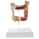 thumbnail image 1 of 1: 2 Modelo ógico de Grueso Herramienta de ñanza de Escuela Sunnimix Estatua de disco de intestino grueso, 1 of 8