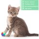 thumbnail image 5 of 1 pieza LED Light up Dog Balls Flashing Elastic Ball LED Molar Ball Glowing Ball Colored Luminous Ball Pet Juguetes interactivos para gatos, perros JAMW Sencillez, 5 of 5