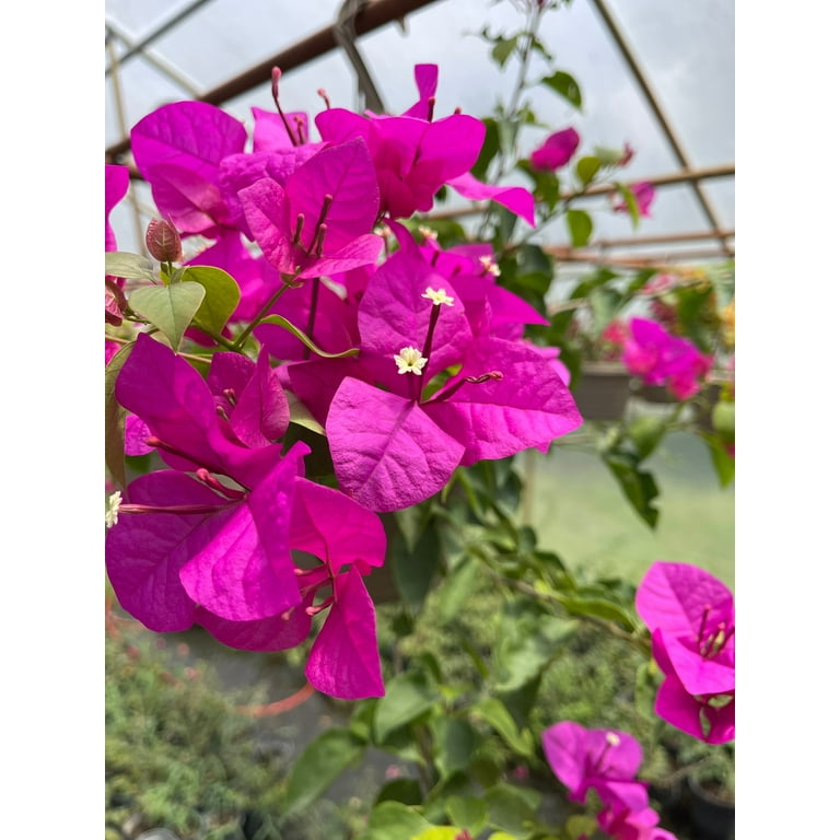 Bougainvillea 30" Tall Total Well Established Plant in Pot with Trellis  Perennial/Annual Full Sun - Walmart.com