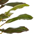 thumbnail image 3 of Vickerman 30" Artificial Real Touch Dracaena., 3 of 7