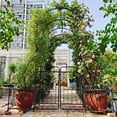 thumbnail image 2 of Outdoor Garden Arch Metal Garden Arch with Gate 79.5'' Wide x 86.6'' High Climbing Plants Support Rose Arch Outdoor Black,Garden Trellis, 2 of 12