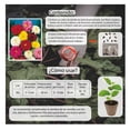 thumbnail image 3 of Semillas Dalia Enana Variada Vita, 3 of 5