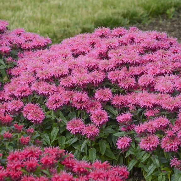 Bubblegum Blast Bee Balm Monards, Dormant Bare Root Perennial Starter Plant, One plant per offer
